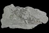 Pennsylvanian Fossil Fern (Lyginopteris) - Alabama #112755-2